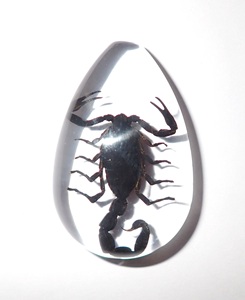 Black Scorpion Real Specimen Plastic Cabochon Pear Cut <b>Top</b> 46x30 mm Clear Flat Bottom for Crafts and Jewelry Making - Product Image 2