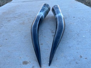 Paire de cornes de bison polies, décoration murale, design Art Déco, grande taille de 27 à 35 pouces, pour mariage, anniversaire - Product Image 2