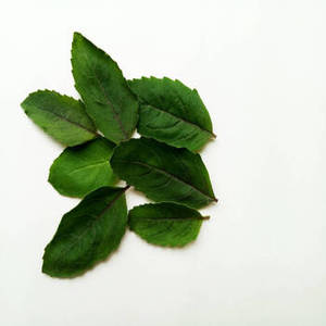 Feuilles de basilic indien pour collections d'assaisonnements haut de gamme, ingrédients aromatiques fraîchement récoltés pour les entreprises alimentaires en gros - Product Image 1
