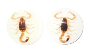 Golden Scorpion Real Specimen Plastic Cabochon Round 38x38 mm Glow Flat Bottom for Crafts and Jewelry Making - Product Image 2
