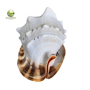 Concha de Casco de Bullmouth y Concha de Araña Naturales, Rústicas, Modernas, Ecológicas, para Manualidades - Product Image 6