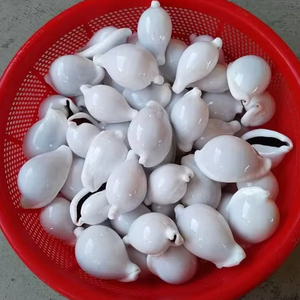 เปลือกหอยขาวขัดเงาขายส่งจำนวนมาก ผู้จัดจำหน่ายเปลือกหอยธรรมชาติสำหรับทำเครื่องประดับ งานฝีมือ และของตกแต่งจากมหาสมุทร - Product Image 1