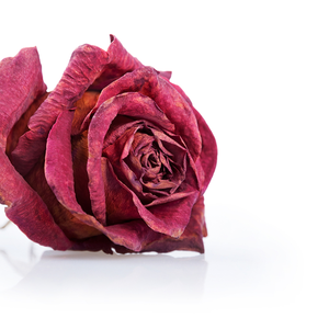 Flores Secas de Rosa Roja Orgánica Grado A Certificadas por HACCP |   Exportación al por Mayor de Flores de Rosa Secas Aromáticas, Naturales y Recogidas a Mano - Product Image 4