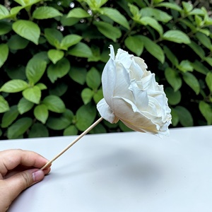 ดอกไม้โซล่าวู้ด VADEE SOLA WOOD FLOWER ทำมือ ดอกกุหลาบอังกฤษแบบยั่งยืนจากไม้โซล่าวู้ด ขนาด 8.5 ซม. ก้านใยพืชเซสบานียา ประเทศไทย VDXXX-070 - Product Image 4