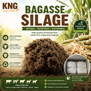 Alimento fermentado de bagazo de caña de azúcar KNG para ganado, vacas lecheras, búfalos, cabras y ovejas, natural, rico en fibra y ecológico. - Product Image 4