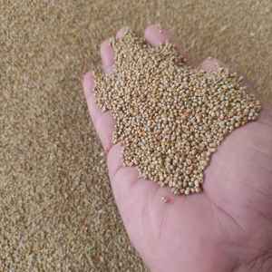 Semillas de Sorgo Rojo Orgánico Premium, Sin OMG, Granos Secos de Sorgo Rojo y Sorgo Negro Sin OMG para Uso Alimentario, Precio Bajo - Product Image 2