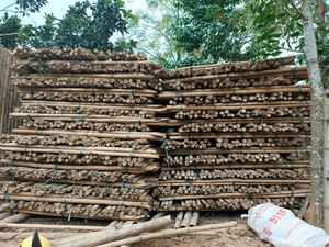 Varas de Bambú Natural al por Mayor de Vietnam para Uso en Jardines y Granjas - Product Image 4