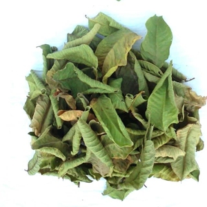 Hojas de Guayaba Premium, Amrud Patta, Psidium Guajava, Hojas de Té de Hierbas Secas al Sol Naturales, Proveedor Mayorista de Exportación de Rajasthan - Product Image 1