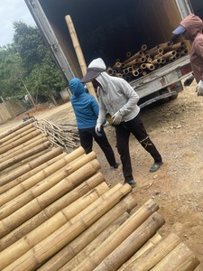 Vietnam Natural Bamboo <b>Pole</b> Strong <b>Garden</b> Stakes <b>for</b> Plant Support Farming Nursery and Agricultural Use - Product Image 5