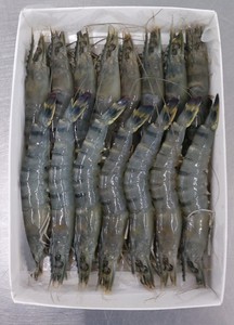 กุ้งกุลาดำแช่แข็งจากเวียดนาม - Product Image 3