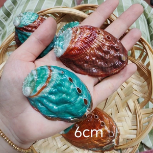 เปลือกหอยเป๋าฮื้อธรรมชาติรูปทรงดั้งเดิมสำหรับตกแต่งบ้าน วัสดุเปลือกหอยสำหรับงานฝีมือและศิลปะ - Product Image 2