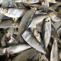 Poisson séché sain de petite taille (hering, anchois, sardine) / Mélange de fruits de mer séchés en vrac