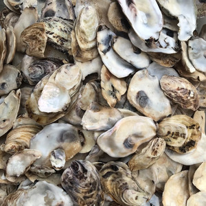 Coquilles d'huîtres naturelles séchées non polies brutes Coquilles de fruits de mer vides Huîtres du Vietnam pour l'exportation - Product Image 6