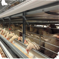 Cage à poulets de chair galvanisée à chaud, 3-4 niveaux, alimentation automatique par abreuvoir, solution clé en main de la conception à l'installation sur site