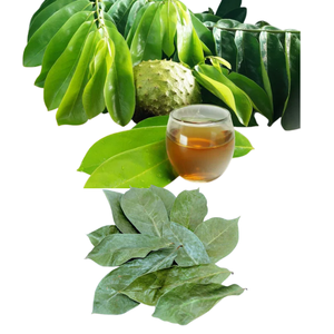 Feuilles de custard apple séchées de qualité supérieure, prix d'usine, en vrac, pour la vente en gros, récolte traditionnelle - Product Image 6