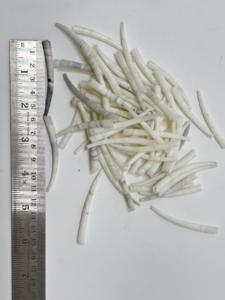 Natural Smooth White Dentalium <b>Shell</b> Beads Polished Tubular Craft Jewelry Making Supplies Bulk Wholesale - Product Image 4