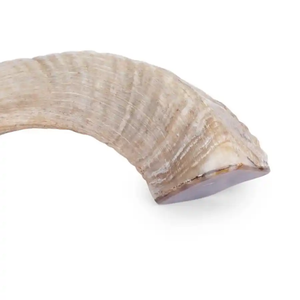 Shofar เขาแรมทำจากช่างฝีมือขัดธรรมชาติเทศกาลทางศาสนาของตกแต่งงานสวดมนต์งานฝีมือที่สวยงามไม่เหมือนใครสร้างสรรค์ - Product Image 5