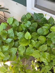 ใบพีเพอร์โลลอตแช่แข็งพร้อมปรุง สำหรับร้านอาหารและการแปรรูปอาหาร - Product Image 3