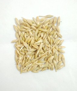 Grano de Cebada para Alimentación de Ganado y Caballos, Proveedor de Alimentos para Ganado al por Mayor, Exportador - Product Image 5