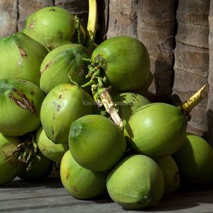 Noix de coco fraîche naturelle à découper, pour consommation humaine, vente en gros - Product Image 3