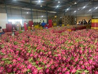 Premium Vietnam Drakenfruit Met Rode Schil En Wit Of Rood Vruchtvlees Natuurlijk Gerijpt Verpakt Voor Detailhandel En Groothandel