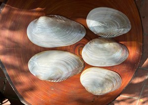 Assiette en nacre naturelle du Vietnam, fabriquée à partir de coquillages, pour la présentation de bijoux, la décoration de la maison, les événements et les cadeaux - Product Image 4