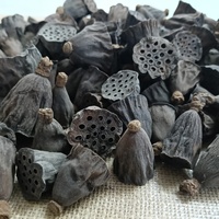 Mini gousses de Lotus pour Aquarium Terrarium crevettes poisson amphibien Reptile Habitat artisanat fournitures bol remplissage Arrangements floraux