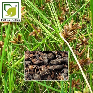 Natural Cypriol <b>Essential</b> <b>Oil</b> Manufacturer and Exporter from India for Cosmetic and Perfumery Industry - Product Image 3