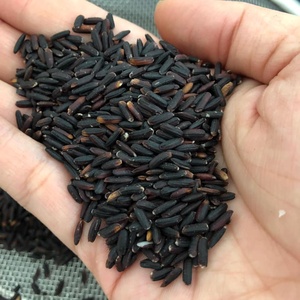 Extracto de Arroz Negro Orgánico Premium en Polvo, Superalimento Natural Rico en Antioxidantes, Suplementos Saludables de Belleza, Venta al Por Mayor - Product Image 3