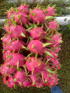 Dragon Fruit Frais Entier Peau Rose Écailles Vertes Qualité Exportation Vente en Gros Prêt à l'emploi - Product Image 2