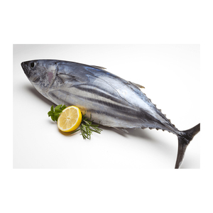 Mejor Precio al por Mayor de Bonito Congelado de Primera Calidad, Venta a Granel, Listo para Enviar, Grado Alimenticio, Suministro para Exportación - Product Image 4