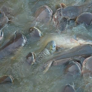 Probiotique d'aquaculture pour la technologie biofloc et la santé améliorée d'étang - Product Image 5