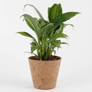 Eco2go Vietnam Coir Flower Pot Eco-Friendly Biodegradable Rustic Design Planter Plant <b>Liner</b> Customizable Size for Home <b>Garden</b> - Product Image 4