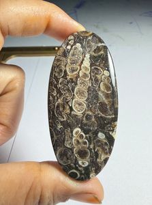 หินอาเกต TURRITELLA แบบคาโบชอง ขายส่งเป็นล็อตตามน้ำหนัก มีรูปทรงและขนาดต่างๆ ใช้สำหรับทำเครื่องประดับ - Product Image 2