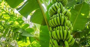 BANANO CAVENDISH PREMIUM FRESCO CON CERTIFICACIÓN GLOBAL GAP /John +94 8844359 - Product Image 4