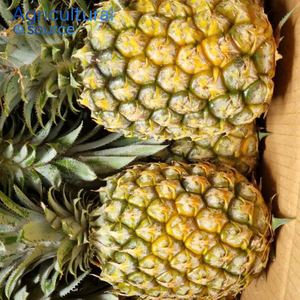 Ananas Queen en gros, fruits frais du Vietnam, taille uniforme, emballage professionnel, partenaire de la chaîne d'approvisionnement mondiale, OEM - Product Image 1