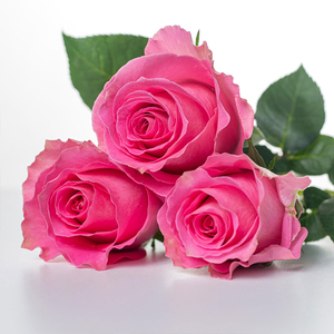 Flores Frescas de Primera Calidad para Decoración Festiva y de Fiestas - Suministro de Origen Keniano, Rosas de Agua de Calidad Premium al por Mayor - Product Image 1