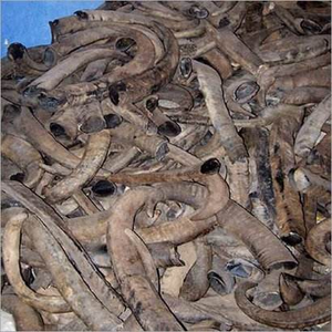 Pointe de corne de buffle naturelle de haute qualité, taille personnalisée, polie, couleur agate noire, artisanat religieux décoratif pour les fêtes - Product Image 6