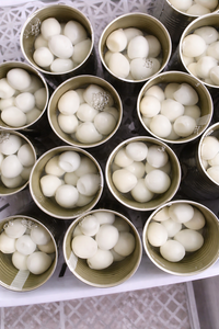 Huevos de Codorniz Enlatados de Primera Calidad en Agua, Listos para Comer, Altos en Proteínas, 2 Años de Duración, Origen Vietnam para Exportación/ Sra. Alina - Product Image 3