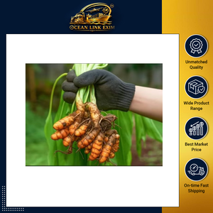 Raíces de Cúrcuma Crudas Secas Naturales de Primera Calidad para Procesamiento de Alimentos, Aplicaciones Herbales y Exportación al por Mayor - Product Image 6