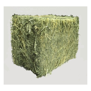Foin d'alfalfa à bas prix offert aux entreprises d'alimentation animale et aux acheteurs agricoles - Product Image 2
