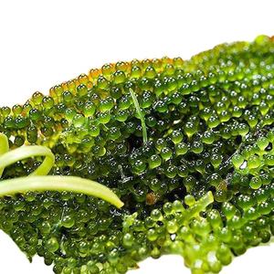 LA MEJOR ELECCIÓN-UVA DE MAR FRESCA/CAVIAR VERDE/100% UVA DE MAR DESHIDRATADA NATURAL DE VIETNAM - Product Image 1