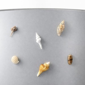 Imanes decorativos para refrigerador con diseño de conchas marinas, buen precio, venta al por mayor, imán para refrigerador producido en Vietnam. - Product Image 5