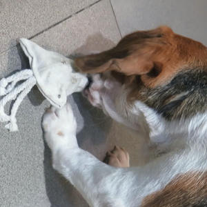 Juguetes interactivos y de movimiento para mascotas, material de zanahoria chirriante de cáñamo, tela de cáñamo de 3 capas duradera, lavable Natural, 3 tamaños, OEM - Product Image 2