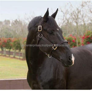 เชือกแขวนคอม้าทำจากหนังแท้อุปกรณ์ขี่ม้าคุณภาพสูงของ Y & Z - Product Image 2