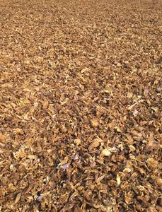 ผู้จัดจำหน่ายจำนวนมากของดอกบัวสีฟ้า - Product Image 3