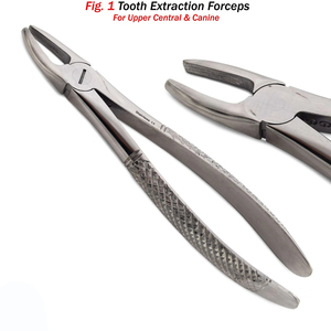 ฟันสกัดคีม Fig 1ฟันบนกลางด้านข้างเขี้ยว - Product Image 3