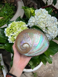 Boîte à bijoux en coquille de perle faite à la main, étui unique inspiré de l'océan - Product Image 4