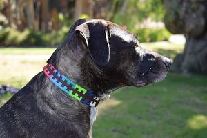 Collar y Correa para Perro de Lujo, Personalizado con Encaje Impreso, para Razas Pequeñas y Grandes, de Cuero Suave con Hebilla Metálica - Product Image 3
