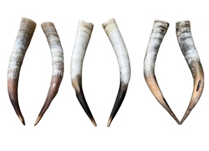 Cuerno largo negro natural para uso decorativo de puerta Cuerno de vaca de buey crudo pulido Cuerno decorativo - Product Image 3